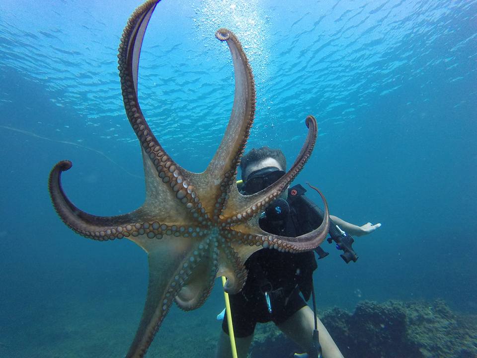 32332011_1611428092303318_5115006239343902720_n